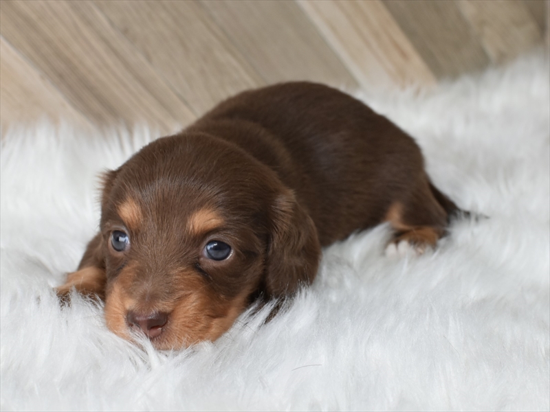 チョコタンのメス