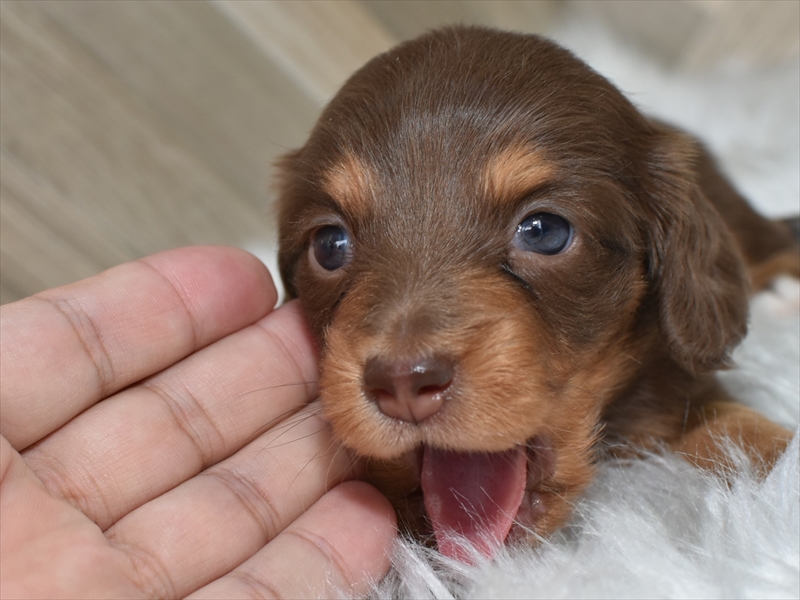 チョコタンのメス