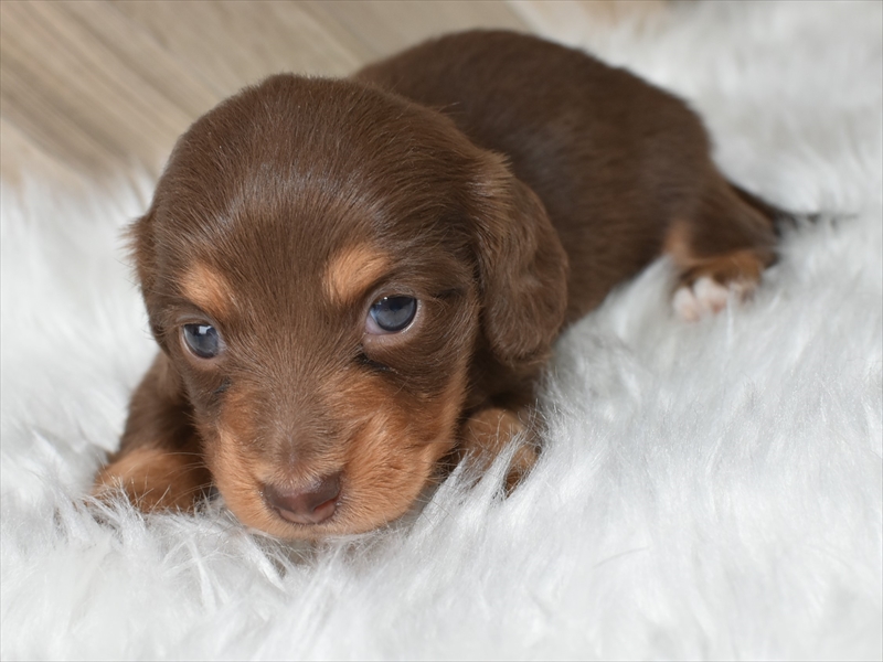 チョコタンのメス