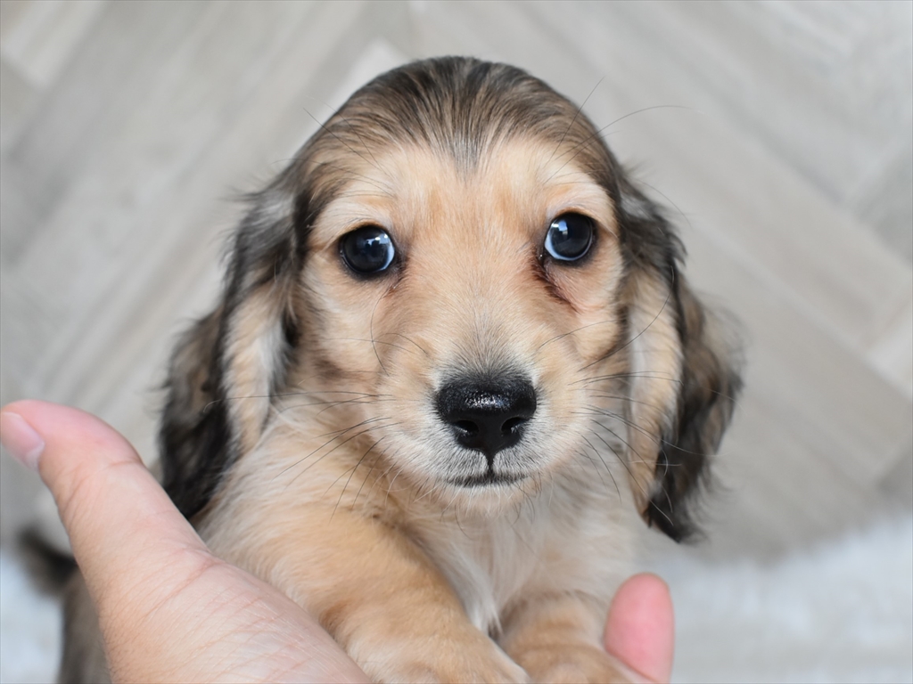 ダックス(シェーデッドイエローのオス)