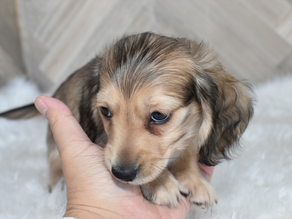 ダックス(シェーデッドイエローのオス)