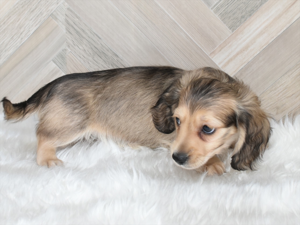 ダックス(シェーデッドイエローのオス)