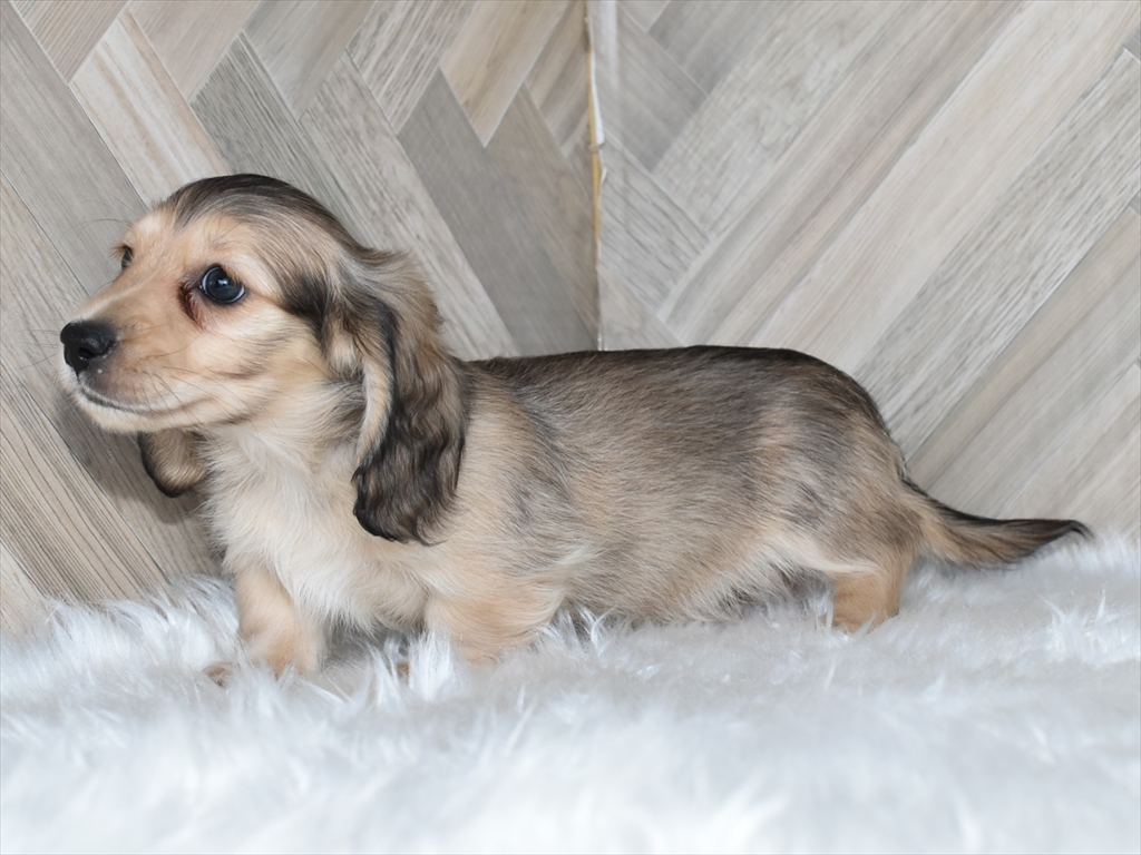 ダックス(シェーデッドイエローのオス)