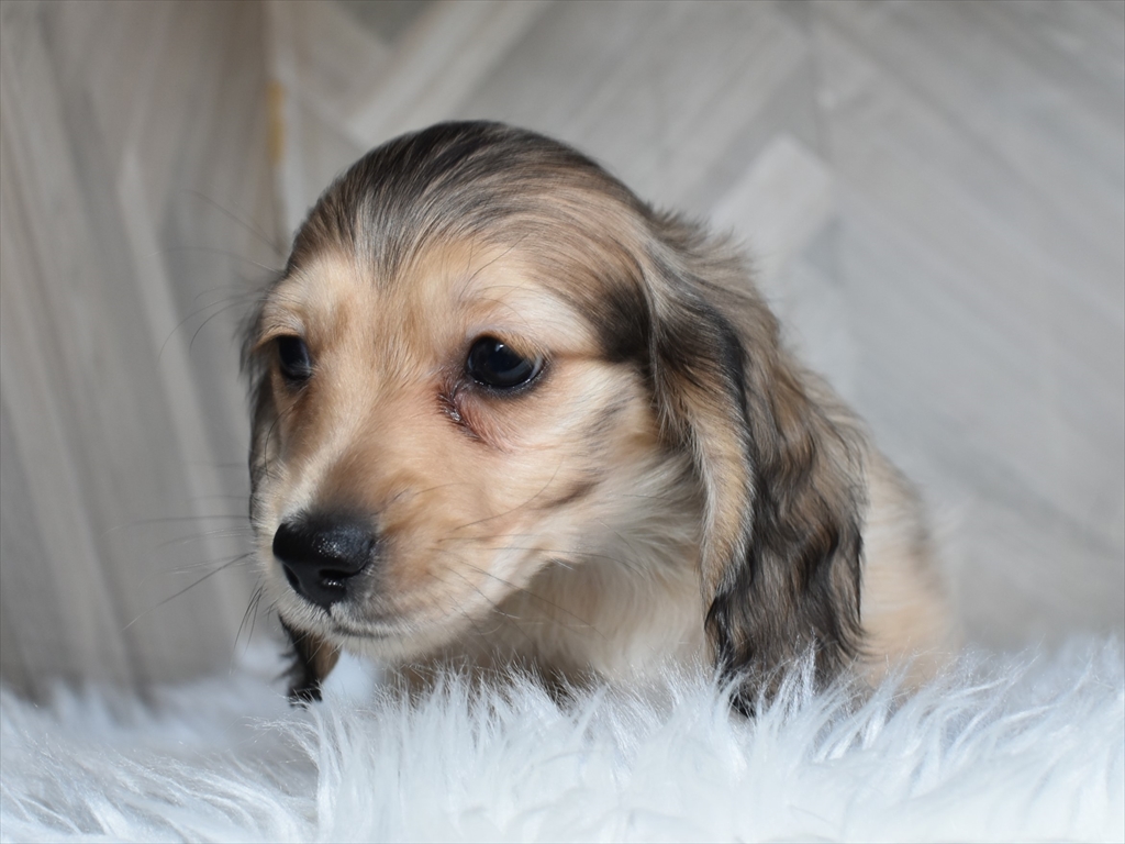 ダックス(シェーデッドイエローのオス)