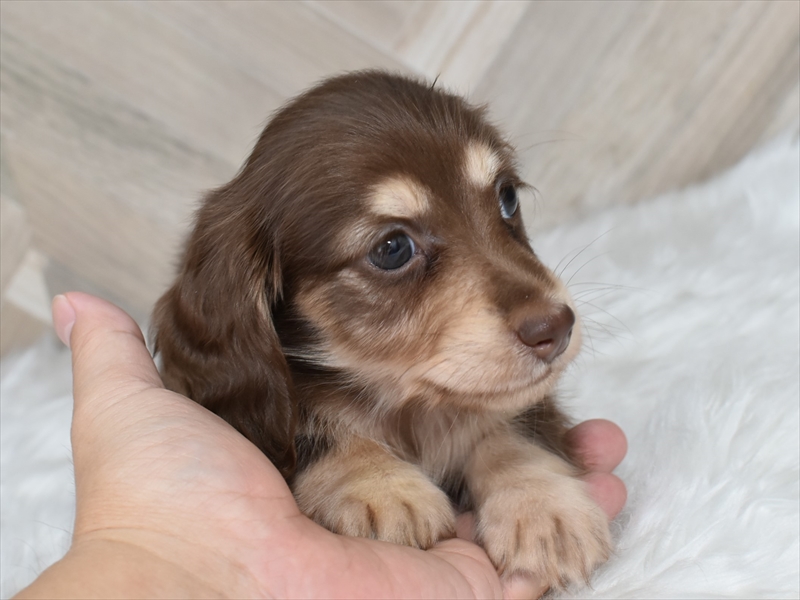 ダックス(チョコイエロー・オス②)