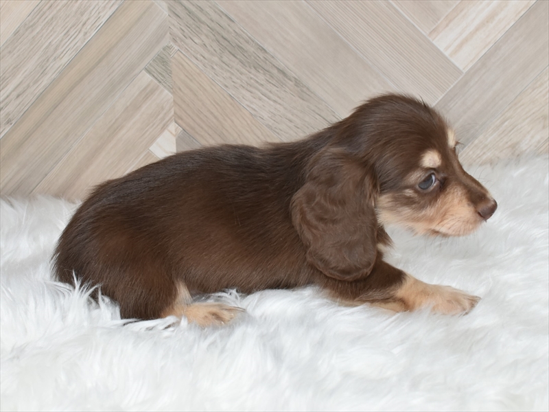 ダックス(チョコイエロー・オス②)