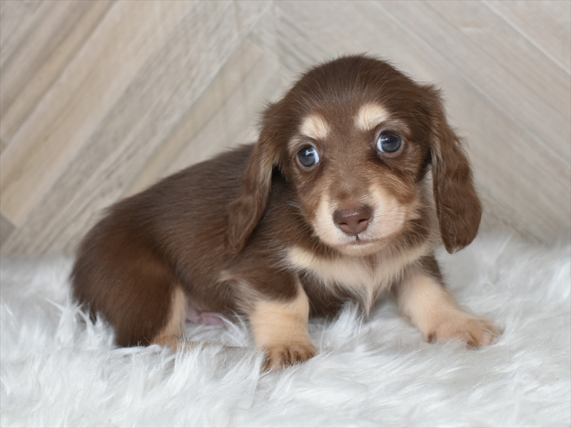 ダックス(チョコイエロー・オス②)