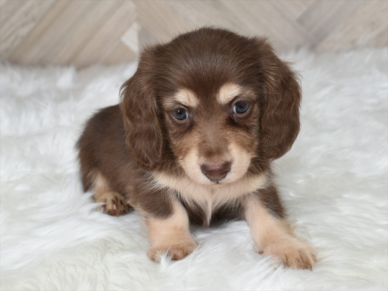 ダックス(チョコイエロー・オス②)