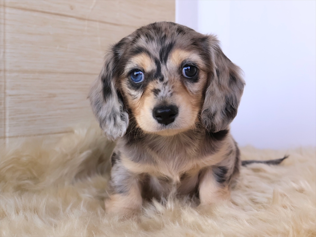 シルバーダップルイエローのオス